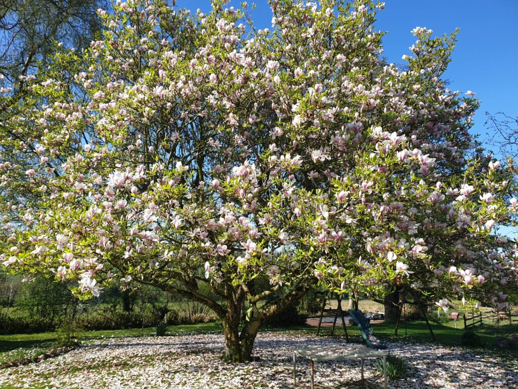 Création de massif fleuri par Les Jardins du Val de Vire paysagiste Granville