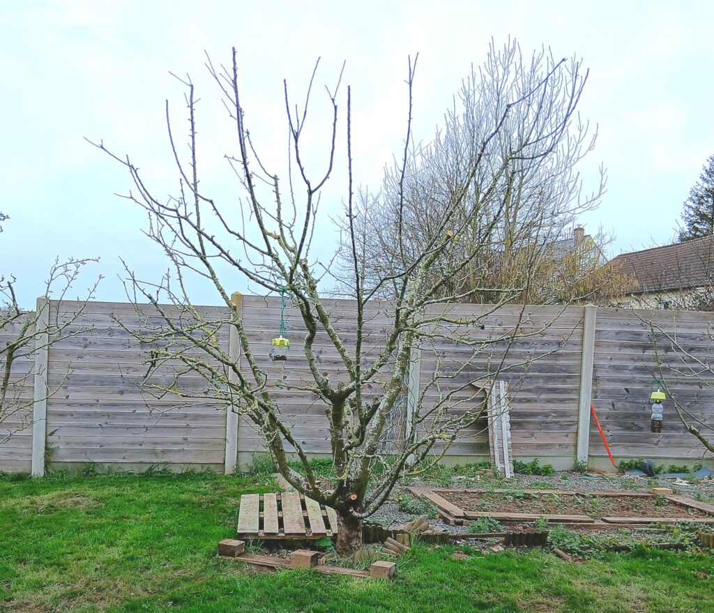 Arbre fruitier taillé en hiver dans un jardin avec palissade en bois