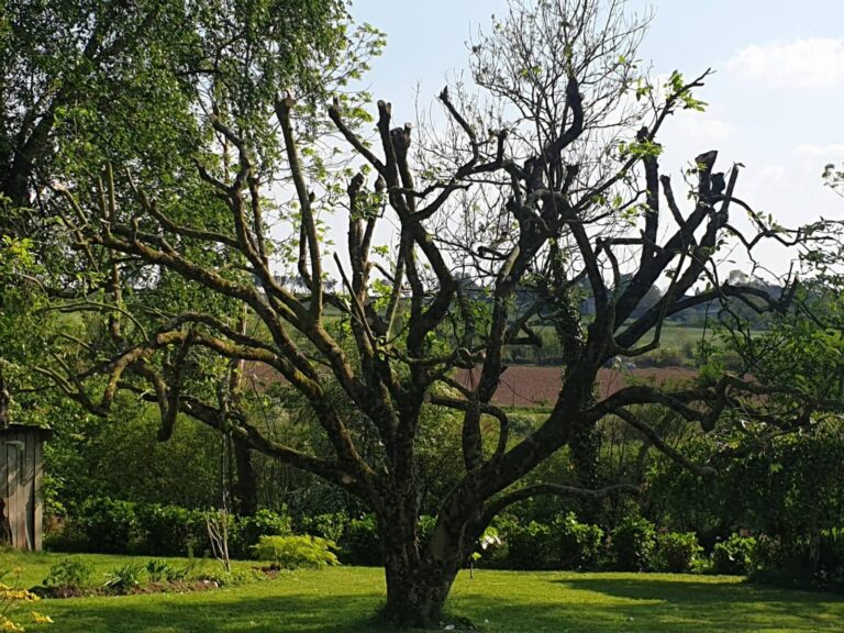Arbre fruitier taillé dans un jardin verdoyant par Les Jardins du Val de Vire