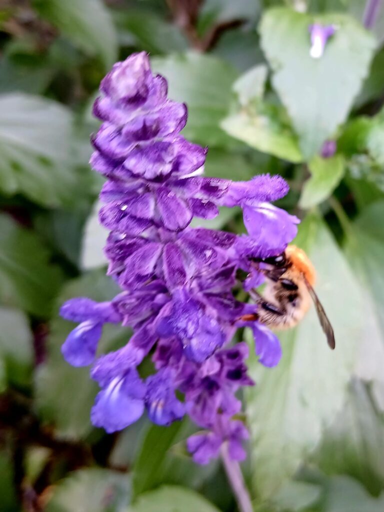 Abeille butinant une fleur violette dans un jardin naturel à Vire