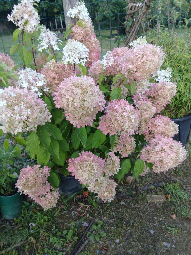 Hortensias paniculata roses et blancs en pot, pépinière Les Jardins du Val de Vire