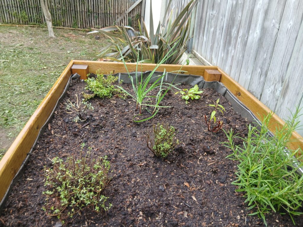 Carré potager en bois avec jeunes plants d'herbes aromatiques, pépinière Les Jardins du Val de Vire