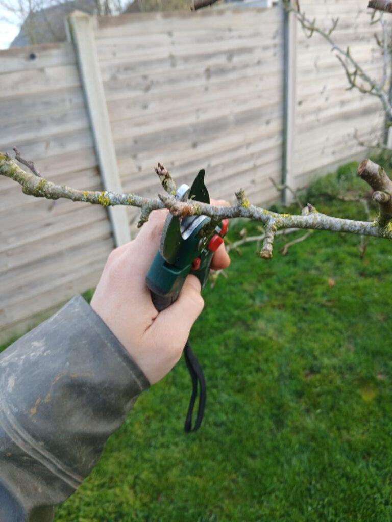 Taille d'une branche d'arbre fruitier au sécateur par un paysagiste professionnel