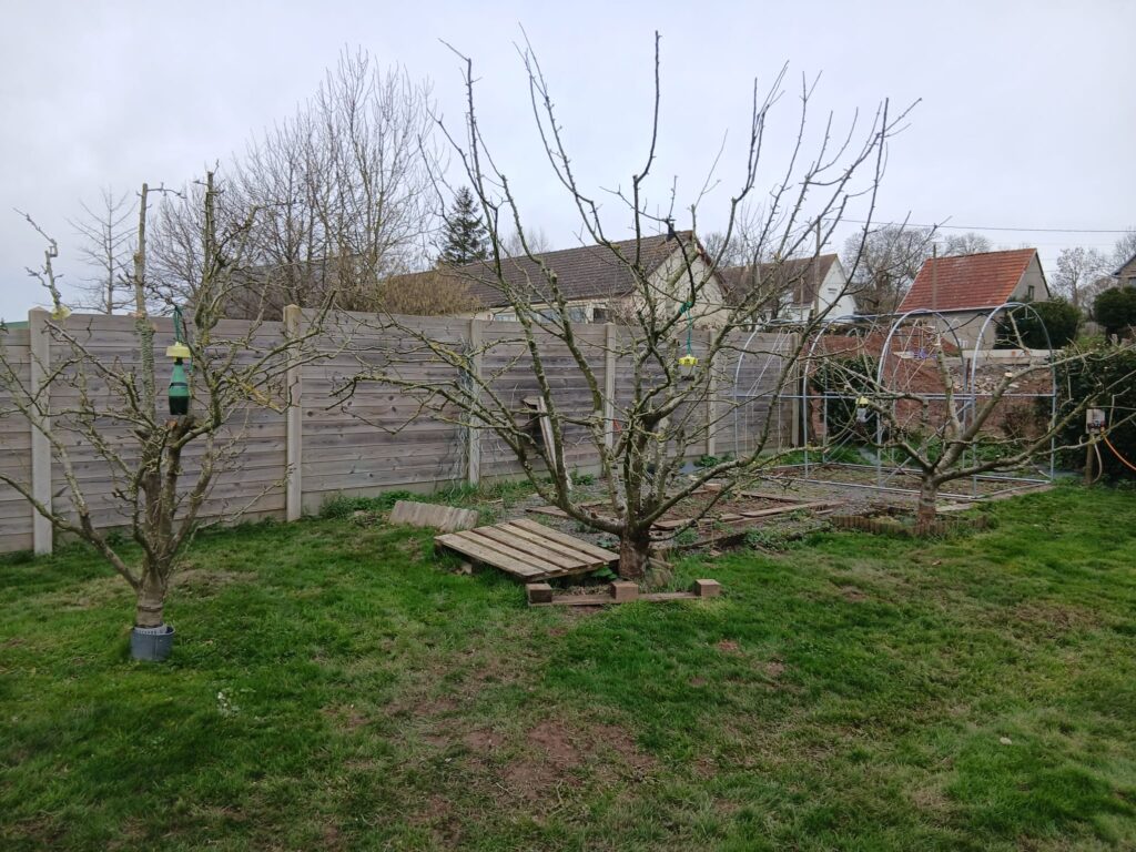 Trois arbres fruitiers taillés dans un jardin avec pelouse et clôture en bois